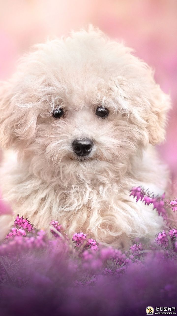 狗狗博美手机壁纸 