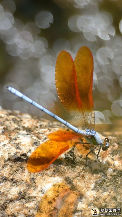 蜻蜓手机壁纸