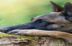 比利时玛利诺犬手机壁纸 狗狗图片 720x1280