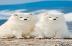 呆萌萨摩耶犬手机壁纸手机壁纸 苹果安卓手机可爱的萨摩耶狗狗高清壁纸图片 720x1280