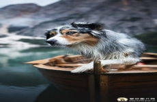 澳大利亚牧羊犬手机壁纸手机壁纸 苹果安卓手机可爱的牧羊犬狗狗高清壁纸图片 720x1280