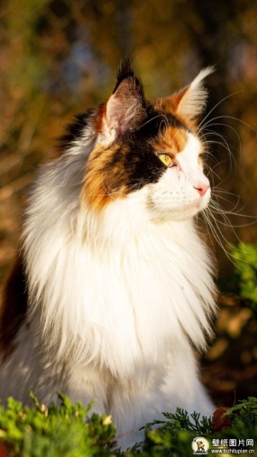 狗狗挪威深林猫手机壁纸 苹果安卓手机可爱的挪威深林猫屏幕主题高清壁纸图片 720x1280