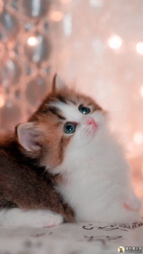 土耳其梵猫手机壁纸 苹果安卓手机可爱的猫屏幕主题高清图片 720x1280