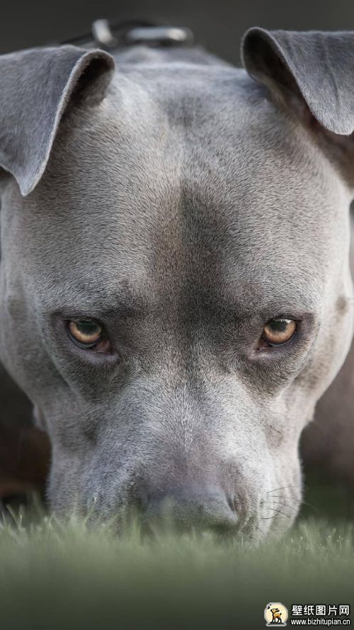 路怒比特犬手机壁纸