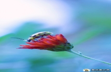 黄斑叶甲虫手机壁纸手机壁纸 苹果昆虫安卓甲虫 手机叶甲虫高清壁纸图片 720x1280