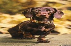 散景腊肠犬手机壁纸 猪獾犬高清壁纸图片 苹果安卓手机狗狗图片 720x1280