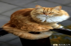 凝视的猫咪手机壁纸 可爱的猫猫高清壁纸图片 苹果安卓手机缅因猫微信壁纸， 720x1280