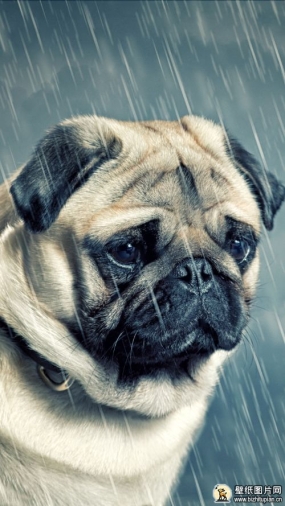 雨中荷兰八哥犬手机壁纸 苹果安卓手机八哥犬高清壁纸图片 720x1280