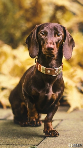 散景腊肠犬手机壁纸 猪獾犬高清壁纸图片 苹果安卓手机狗狗图片 720x1280