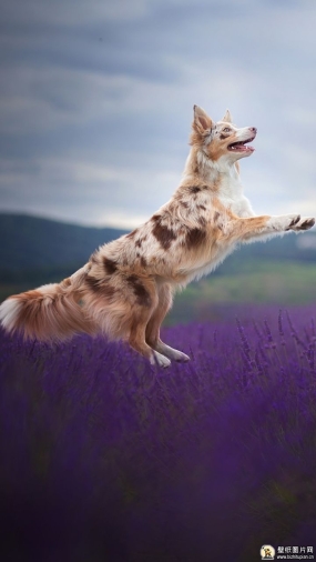 边境牧羊犬手机壁纸 苹果安卓手机壁纸，薰衣草牧羊犬高清壁纸图片 720x1280