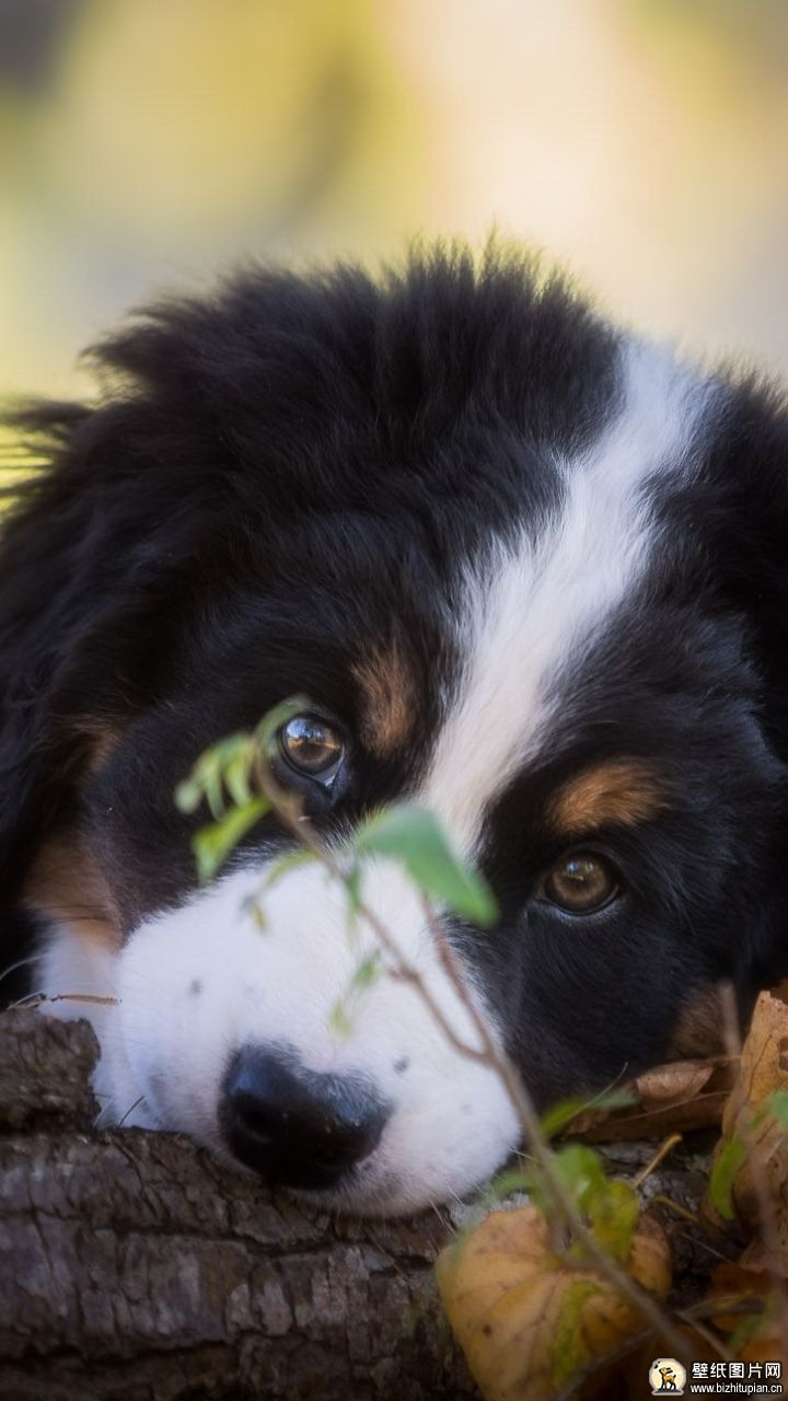 森嫩洪德犬手机壁纸