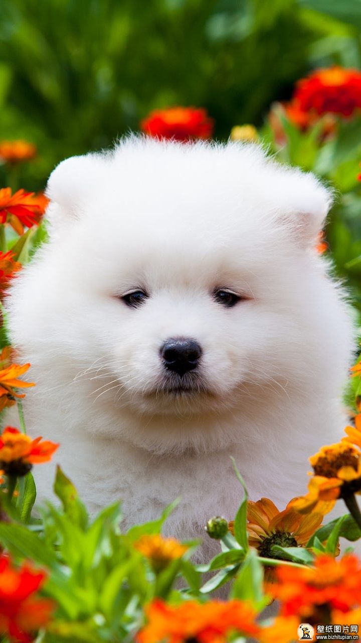 萨摩耶犬小狗手机动物壁纸