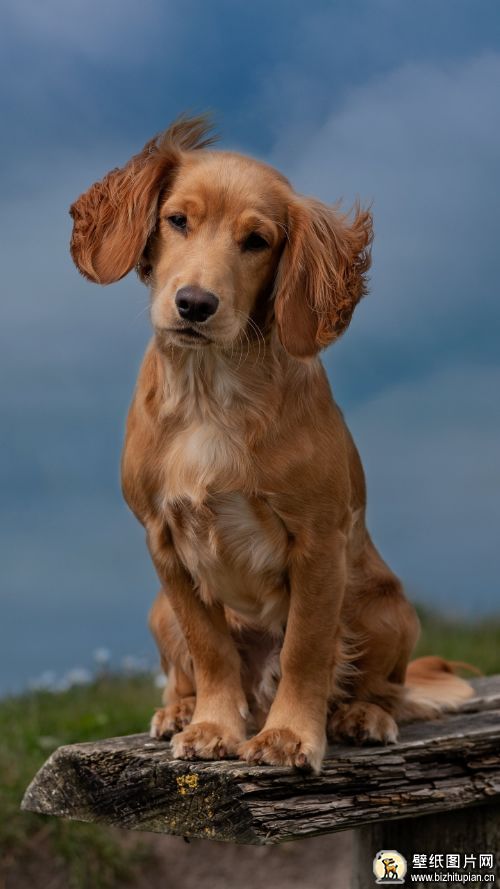 西班牙猎犬