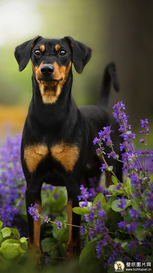 杜宾犬手机壁纸