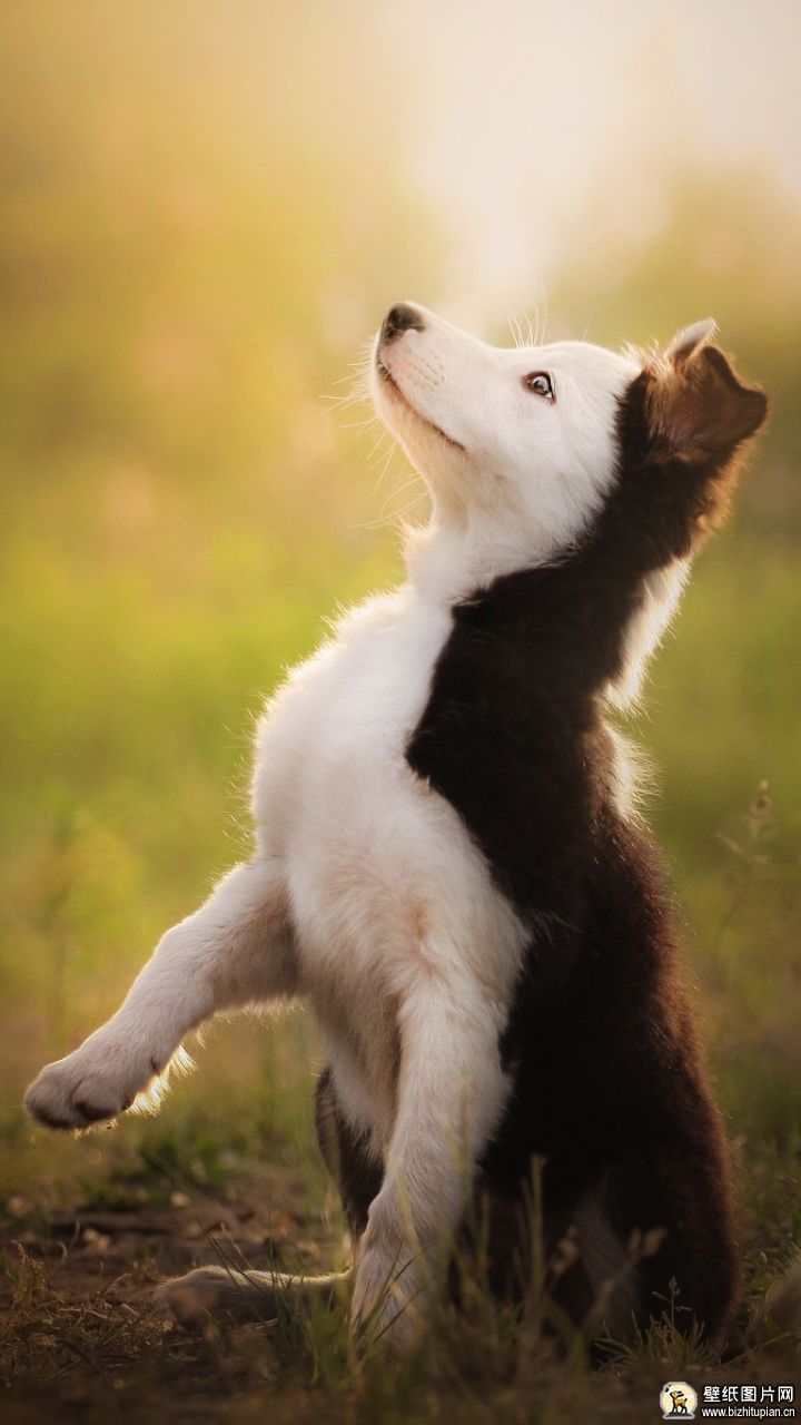 边境牧羊犬手机壁纸