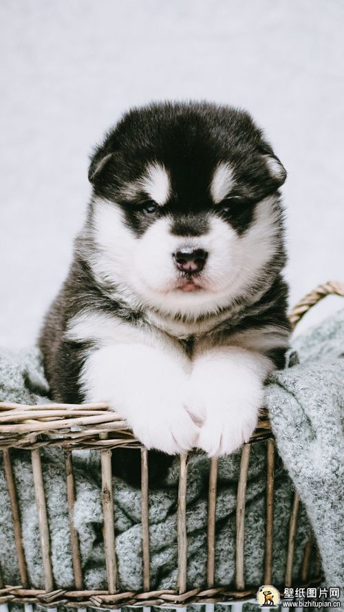 杜宾犬手机壁纸