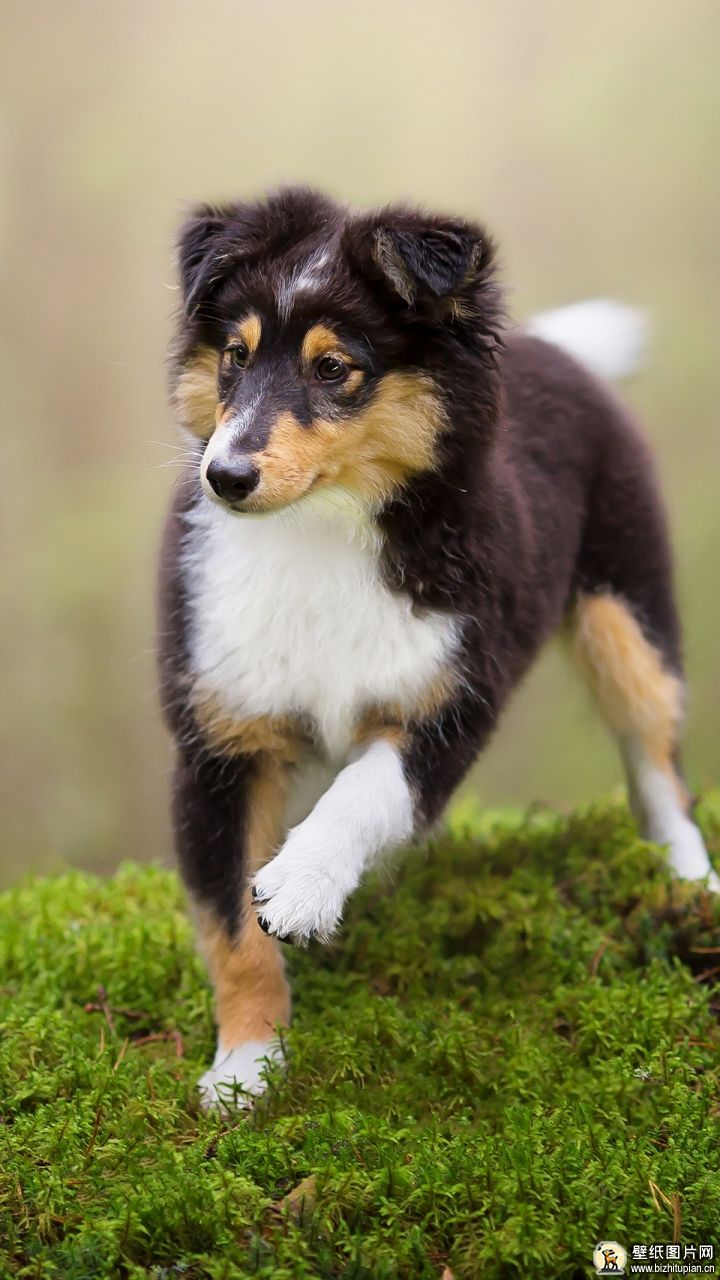 洪德犬手机壁纸