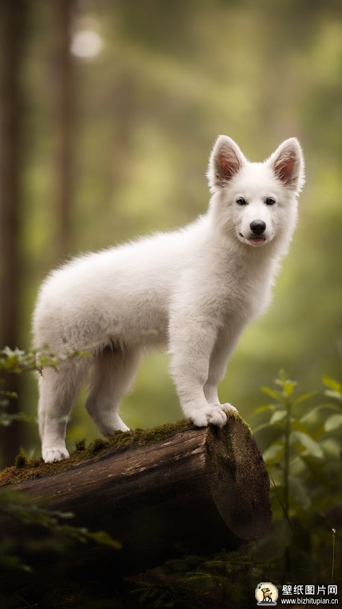 边境牧羊犬手机壁纸