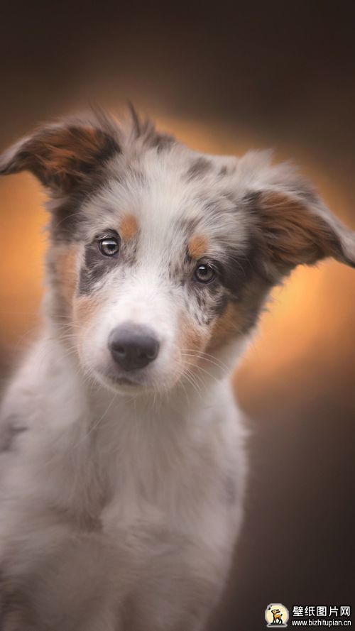 澳大利亚牧羊犬手机壁纸
