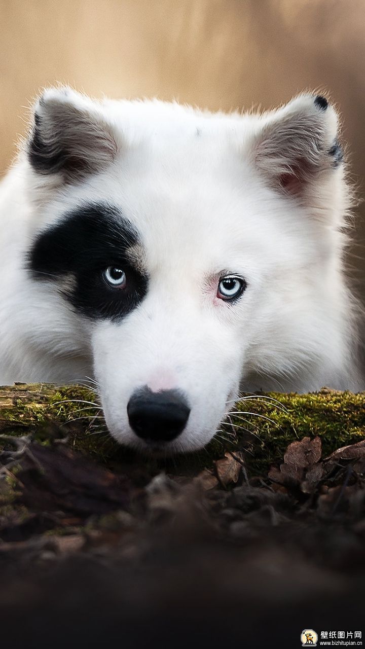 雅库特莱卡犬手机壁纸