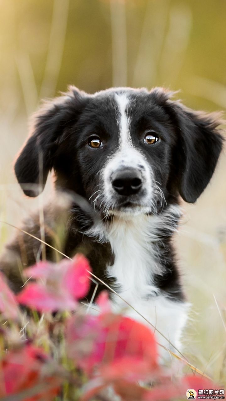 边境牧羊犬手机壁纸