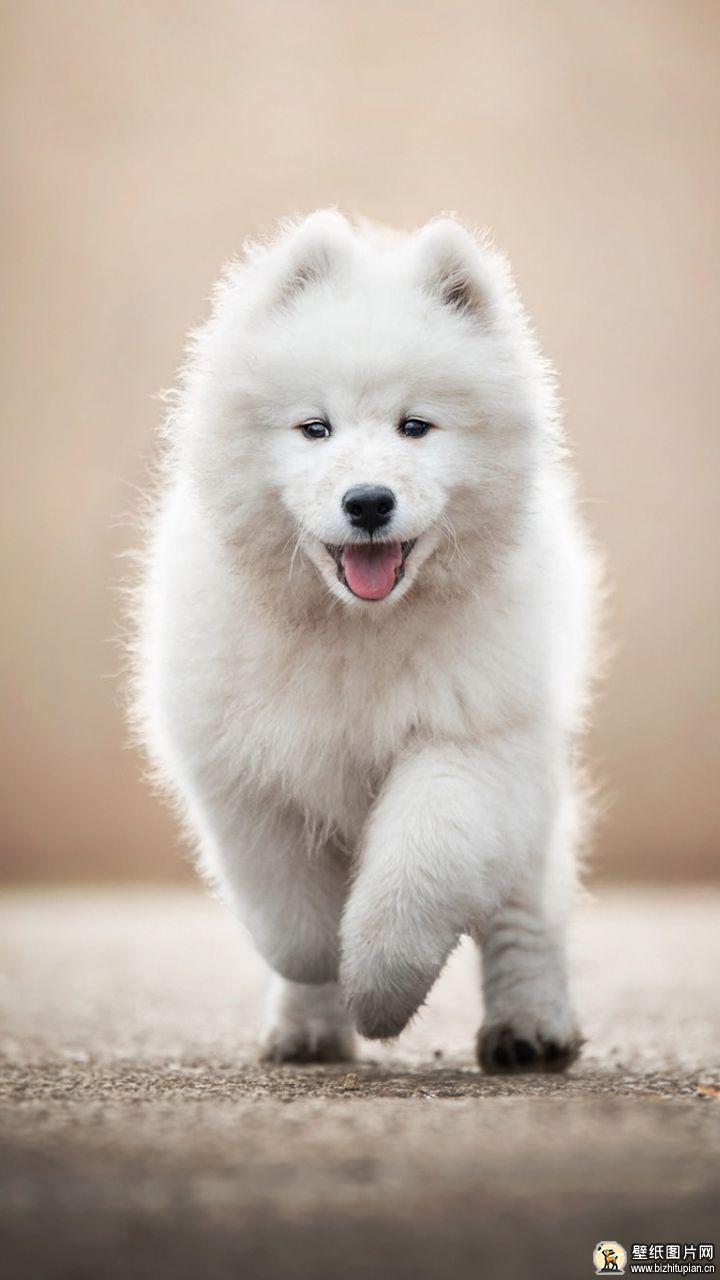 散景的萨摩耶犬手机壁纸