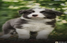 施维泽-森嫩洪德犬手机壁纸 洪德犬高清手机壁纸图片 苹果安卓小狗手机动物壁纸 720x1280