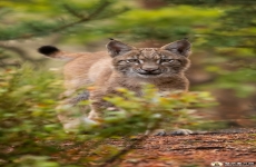 猫科猞猁手机壁纸 猞猁高清手机壁纸图片 苹果安卓猞猁手机动物壁纸 720x1280