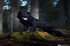 凝视的牧羊犬手机壁纸 美国斗牛犬高清壁纸图片 苹果安卓狗狗手机动物壁纸 720x1280