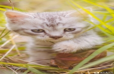 可爱的猫咪手机壁纸 苹果安卓猫猫手机动物壁纸，黑色黄色花猫高清壁纸图片 720x1280