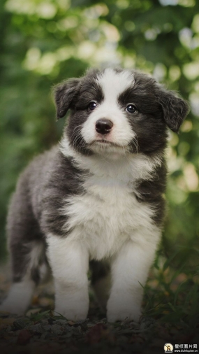 施维泽-森嫩洪德犬手机壁纸 洪德犬高清手机壁纸图片 苹果安卓小狗手机动物壁纸 720x1280