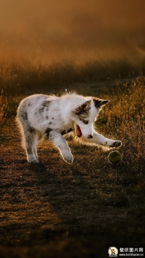 瑞士牧羊犬手机壁纸 澳大利亚牧羊犬高清手机壁纸图片 苹果安卓猎犬小狗手机动物壁纸 720x1280