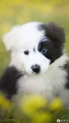 散景牧羊犬手机壁纸 萌狗高清手机壁纸图片 苹果安卓小狗手机动物壁纸 720x1280