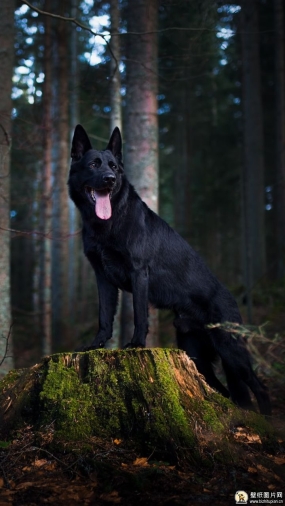 凝视的牧羊犬手机壁纸 美国斗牛犬高清壁纸图片 苹果安卓狗狗手机动物壁纸 720x1280
