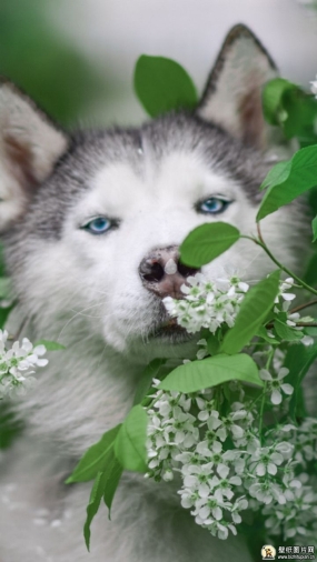 散景的德国牧羊犬手机壁纸 苹果安卓哈士奇小狗手机动物壁纸，雪景中的牧羊犬高清壁纸图片 720x1280
