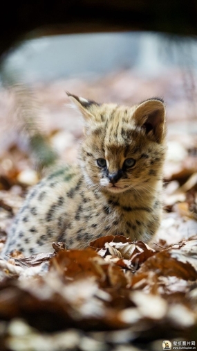 薮猫长什么样 薮猫猫手机壁纸 高清手机薮猫壁纸图片 720x1280