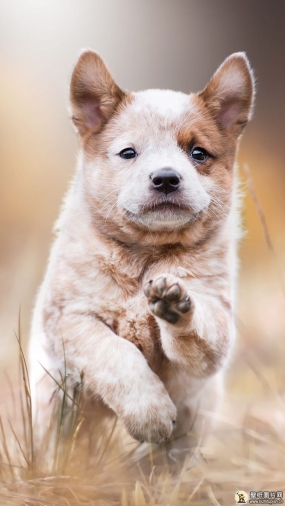 边境牧羊犬手机壁纸 仰望的牧羊犬高清手机壁纸图片 苹果安卓小狗手机动物壁纸 720x1280