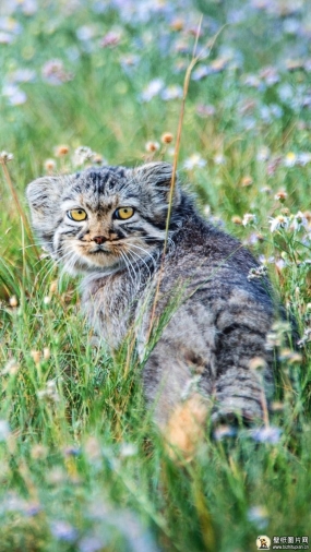 帕拉斯猫长什么样 帕拉斯猫手机壁纸 苹果安卓帕拉斯猫手机动物图片720x1280