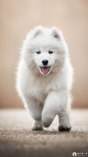 散景的萨摩耶犬手机壁纸 苹果安卓小狗手机动物壁纸，奔跑中的萨摩耶犬高清壁纸图片 720x1280