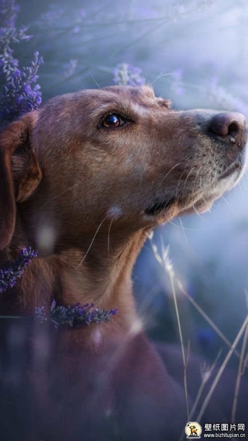 紫色背景牧羊犬手机壁纸图片