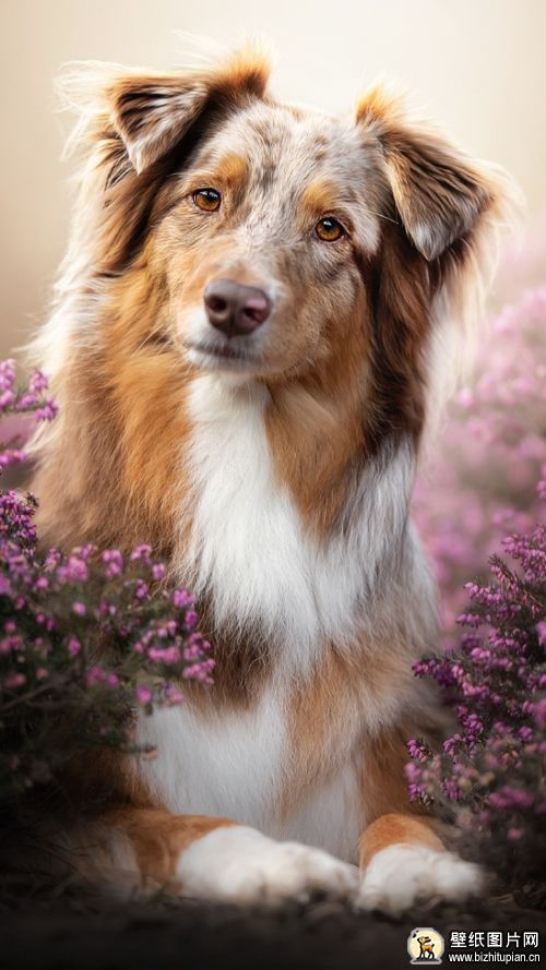 紫色背景牧羊犬手机图片