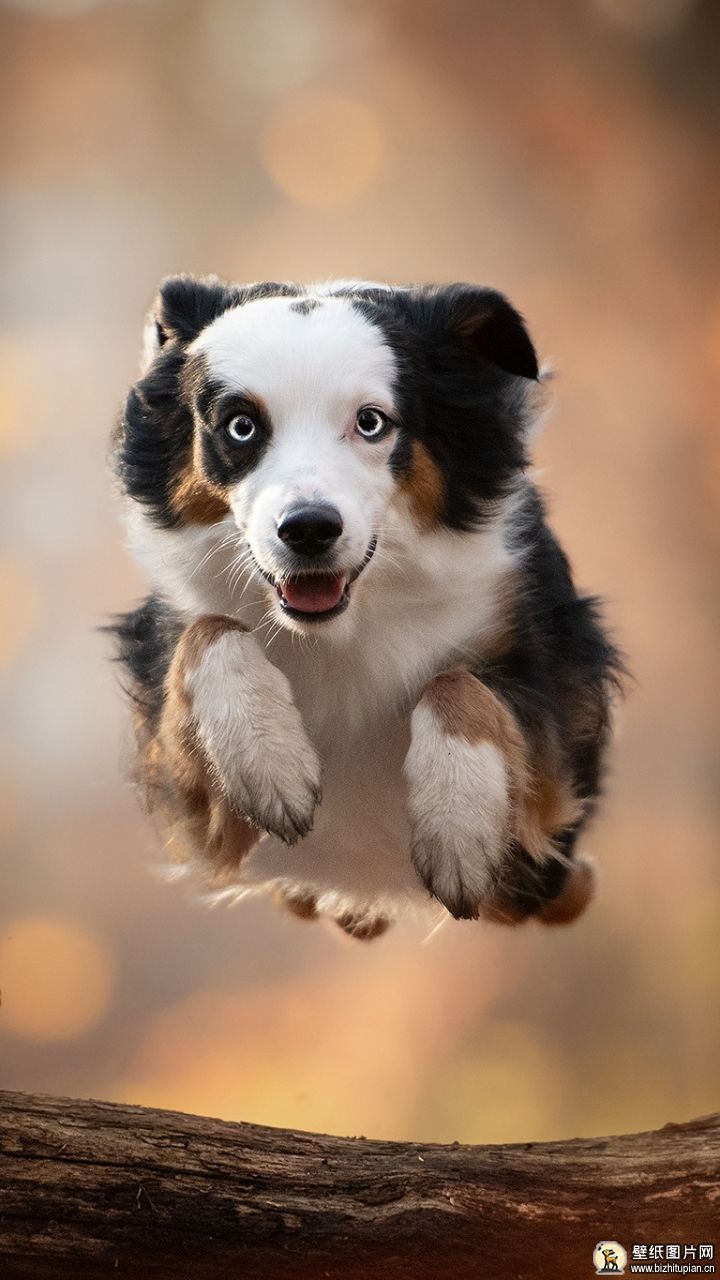 牧羊犬手机图片