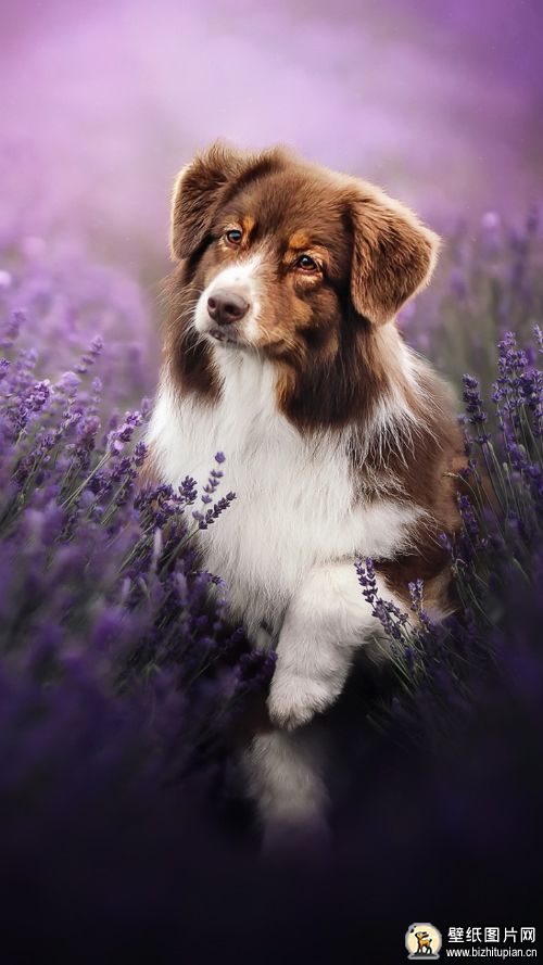 紫色牧羊犬手机壁纸