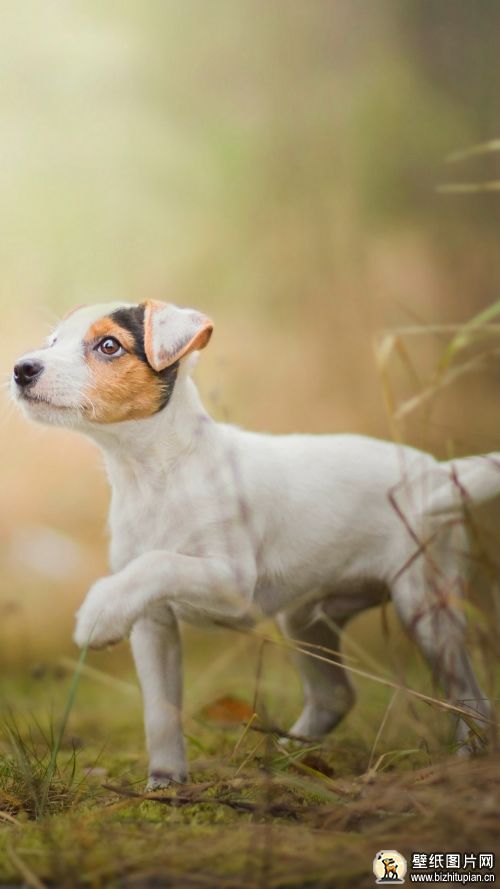 杰克罗素梗犬手机动物壁纸图片