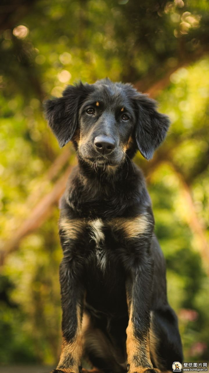 杰克罗素梗犬手机动物壁纸