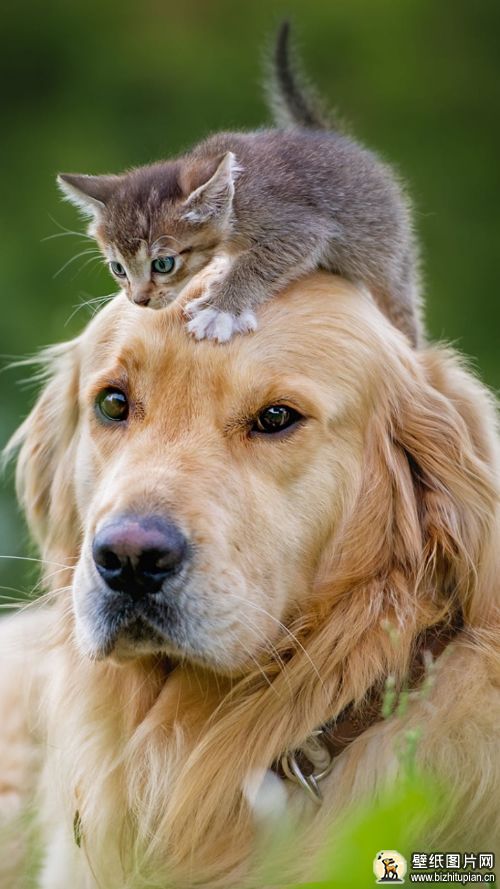 猫咪和萌狗高清手机动物壁纸图片