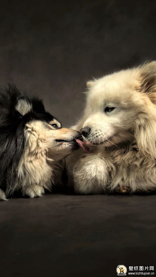 杰克罗素梗犬手机动物壁纸