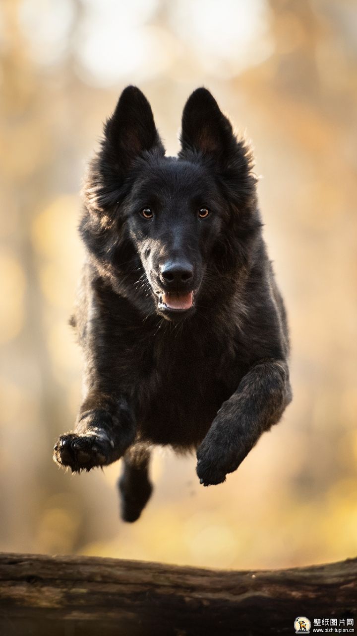 牧羊犬手机狗狗壁纸动物图片