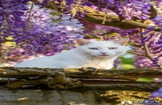 紫藤花下的白猫手机壁纸 蓝眼白猫高清手机猫咪壁纸图片 720x1280