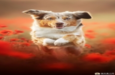 澳大利亚牧羊犬跳过罂粟田 牧羊犬手机狗狗壁纸动物图片 720x1280